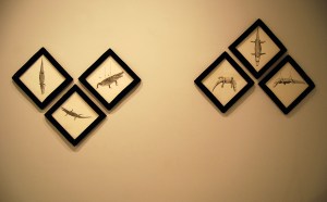 mirabilia naturae 8 baja